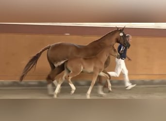 Mecklenburger Warmblut, Hengst, , Fuchs