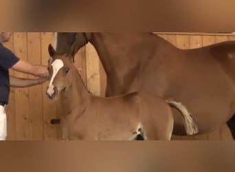 Mecklenburger Warmblut, Hengst, , Fuchs