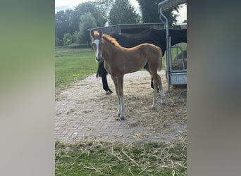 Mecklenburger Warmblut, Hengst, Fohlen (04/2025), Fuchs