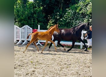 Mecklenburger Warmblut, Hengst, Fohlen (04/2026), Fuchs