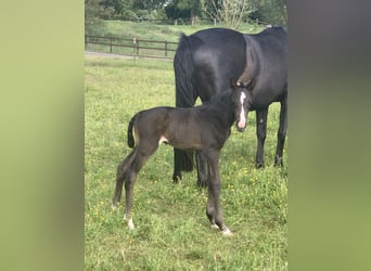 Mecklenburger Warmblut, Hengst, , Rappe