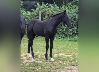 Mecklenburger Warmblut, Hengst, Fohlen (05/2026), Rappe
