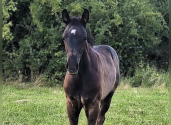 Mecklenburger Warmblut, Hengst, Fohlen (05/2026), Rappe