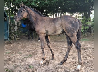 Mecklenburger Warmblut, Hengst, Fohlen (05/2026), Rappe