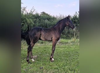 Mecklenburger Warmblut, Hengst, Fohlen (05/2026), Rappe
