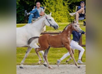Mecklenburger Warmblut, Hengst, Fohlen (05/2026), Schimmel