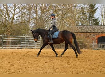 Mecklenburger Warmblut, Stute, 10 Jahre, 165 cm, Brauner