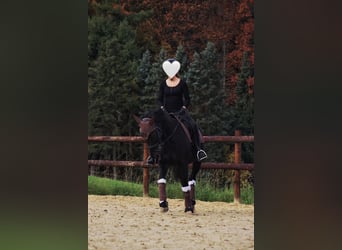 Mecklenburger Warmblut, Stute, 10 Jahre, 165 cm, Rappe