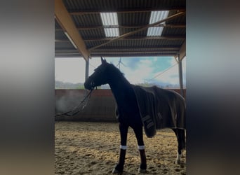 Mecklenburger Warmblut, Stute, 10 Jahre, 165 cm, Rappe