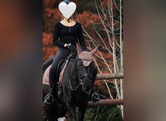 Mecklenburger Warmblut, Stute, 10 Jahre, 165 cm, Rappe