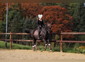 Mecklenburger Warmblut, Stute, 10 Jahre, 165 cm, Rappe