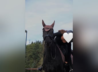 Mecklenburger Warmblut, Stute, 10 Jahre, 165 cm, Rappe