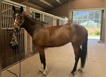 Mecklenburger Warmblut, Stute, 10 Jahre, 166 cm, Rotbrauner