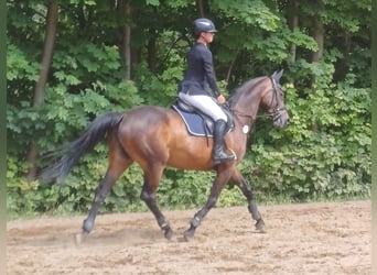 Mecklenburger Warmblut, Stute, 10 Jahre, 168 cm, Brauner