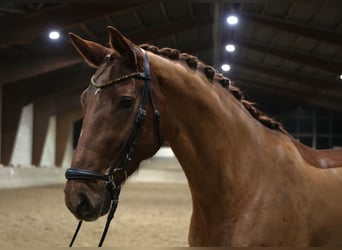 Mecklenburger Warmblut, Stute, 10 Jahre, 168 cm, Fuchs