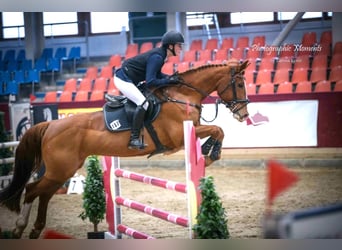 Mecklenburger Warmblut, Stute, 11 Jahre, 164 cm, Fuchs
