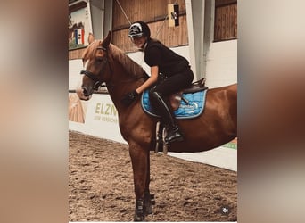 Mecklenburger Warmblut, Stute, 11 Jahre, 164 cm, Fuchs