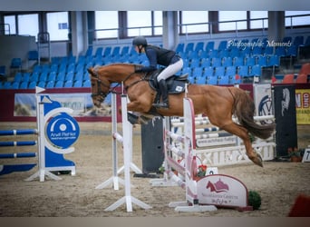Mecklenburger Warmblut, Stute, 11 Jahre, 164 cm, Fuchs