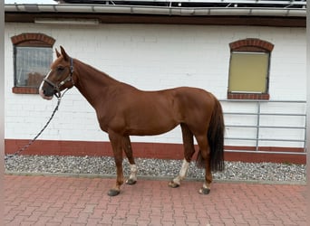Mecklenburger Warmblut, Stute, 11 Jahre, 164 cm, Fuchs