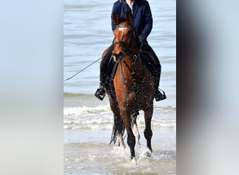 Mecklenburger Warmblut, Stute, 11 Jahre, 170 cm, Brauner