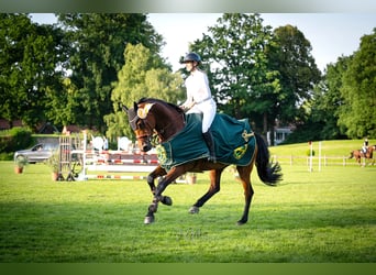 Mecklenburger Warmblut, Stute, 11 Jahre, 172 cm, Brauner