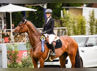 Mecklenburger Warmblut, Stute, 11 Jahre, 172 cm, Brauner