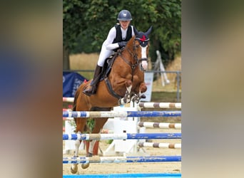 Mecklenburger Warmblut, Stute, 12 Jahre, 154 cm, Fuchs