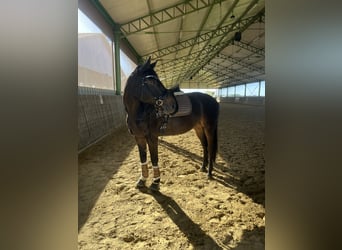 Mecklenburger Warmblut, Stute, 12 Jahre, 162 cm