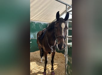 Mecklenburger Warmblut, Stute, 12 Jahre, 172 cm, Dunkelbrauner