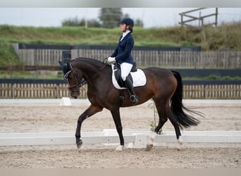 Mecklenburger Warmblut, Stute, 12 Jahre, 172 cm, Dunkelbrauner