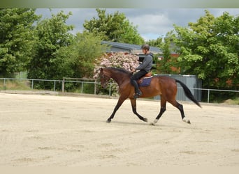 Mecklenburger Warmblut, Stute, 12 Jahre, 174 cm, Dunkelbrauner