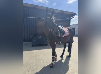 Mecklenburger Warmblut, Stute, 13 Jahre, 162 cm, Dunkelbrauner