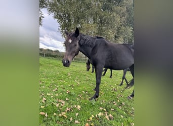 Mecklenburger Warmblut, Stute, 13 Jahre, 165 cm, Schwarzbrauner