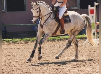 Mecklenburger Warmblut, Stute, 13 Jahre, 167 cm, Schimmel