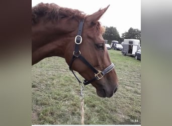 Mecklenburger Warmblut, Stute, 13 Jahre, 170 cm, Fuchs