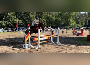 Mecklenburger Warmblut, Stute, 14 Jahre, 164 cm, Dunkelfuchs