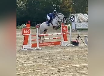 Mecklenburger Warmblut, Stute, 14 Jahre, 166 cm, Schimmel