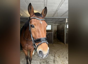 Mecklenburger Warmblut, Stute, 14 Jahre, 168 cm, Brauner