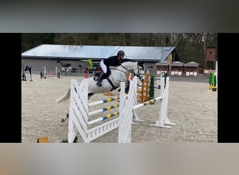 Mecklenburger Warmblut, Stute, 14 Jahre, 170 cm, Schimmel