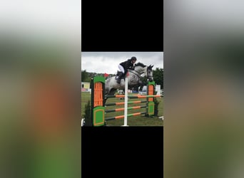 Mecklenburger Warmblut, Stute, 14 Jahre, 170 cm, Schimmel