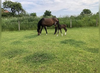 Mecklenburger Warmblut, Stute, 14 Jahre, 172 cm, Brauner