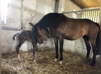 Mecklenburger Warmblut, Stute, 14 Jahre, 172 cm, Brauner