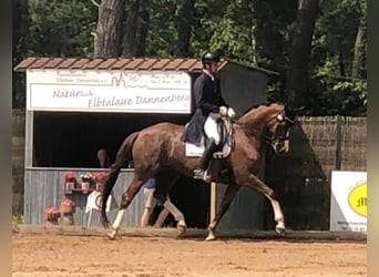 Mecklenburger Warmblut, Stute, 14 Jahre, 172 cm, Dunkelfuchs