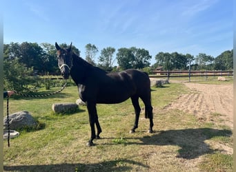 Mecklenburger Warmblut, Stute, 15 Jahre, 167 cm, Schwarzbrauner