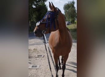 Mecklenburger Warmblut, Stute, 15 Jahre, 168 cm, Brauner