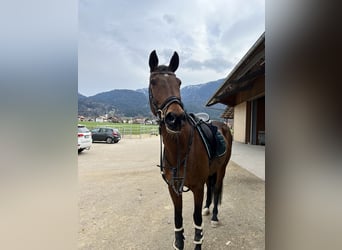 Mecklenburger Warmblut, Stute, 15 Jahre, Brauner