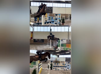 Mecklenburger Warmblut, Stute, 15 Jahre, Dunkelfuchs