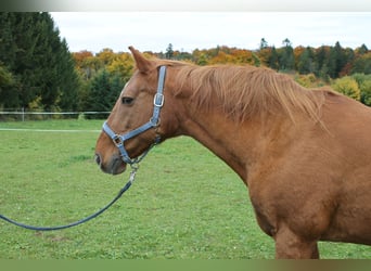 Mecklenburger Warmblut, Stute, 16 Jahre, 164 cm
