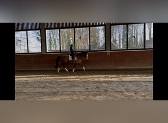 Mecklenburger Warmblut, Stute, 16 Jahre, 166 cm, Fuchs