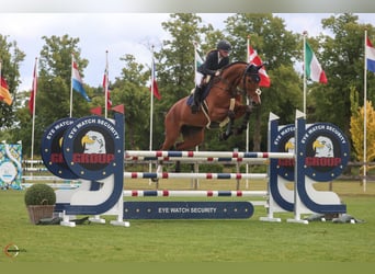 Mecklenburger Warmblut, Stute, 16 Jahre, 183 cm, Brauner
